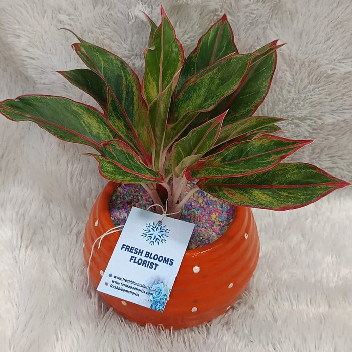 Aglaonema Lipstick Plant