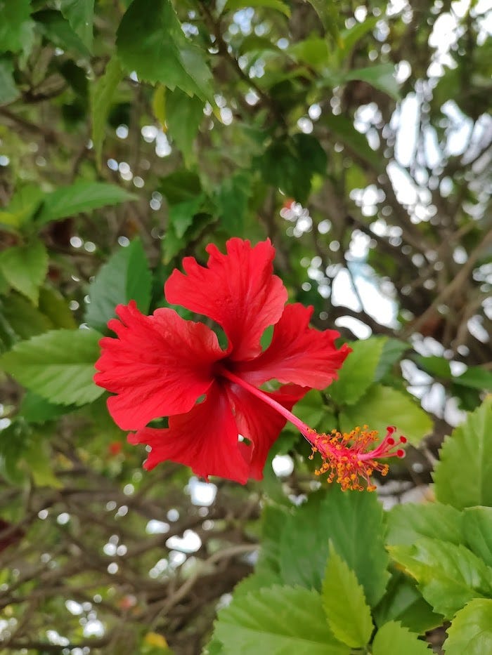 I Am A Shameless TreeHugging, FishObsessed, NatureLover. Here’s Why. by Elizabeth Silleck