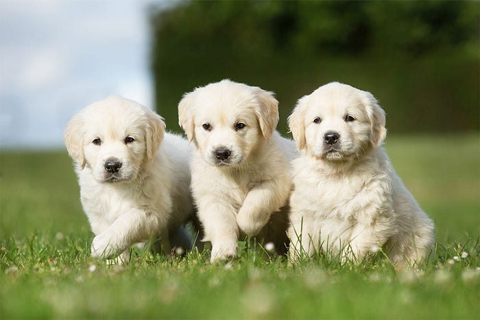Veterinarian Des Moines IA
