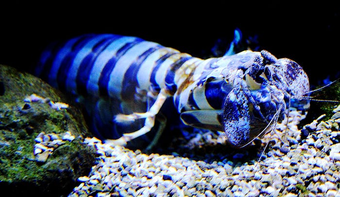 Zebra Mantis Shrimp — Image from Wikimedia Commons (Credit: Karelj)