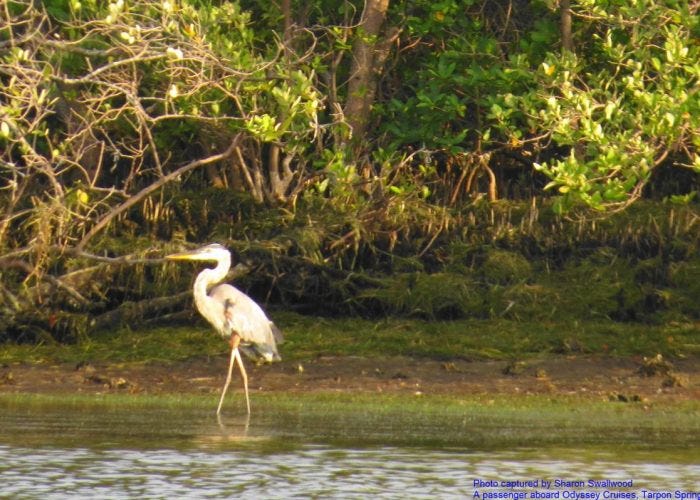 Odyssey Cruises. According to legend, the name Tarpon… | by Odyssey ...