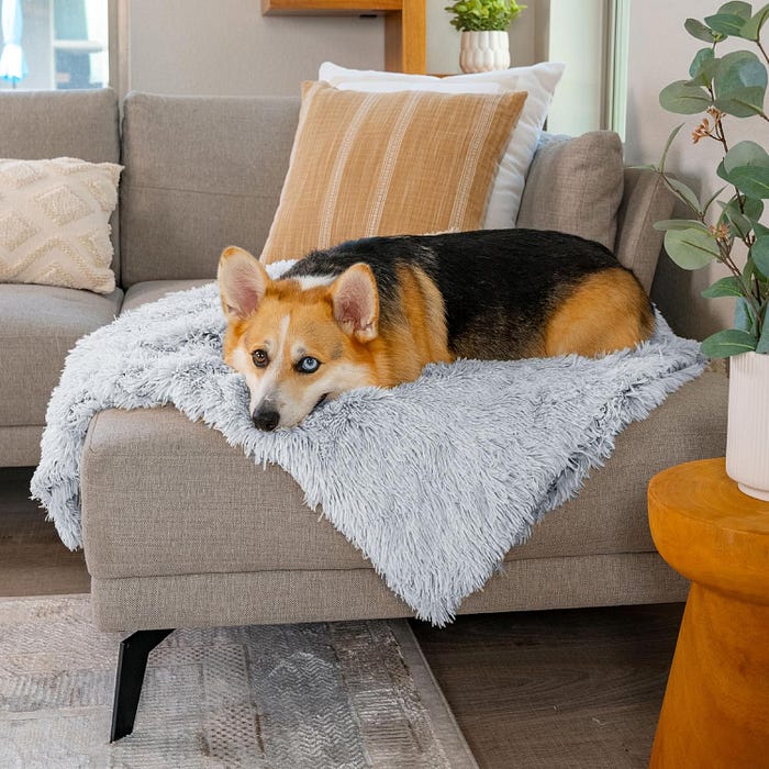 Dog on a blanket, on the sofa.