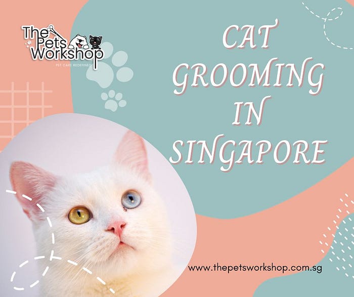 Understanding Cat Types for Grooming The Pets