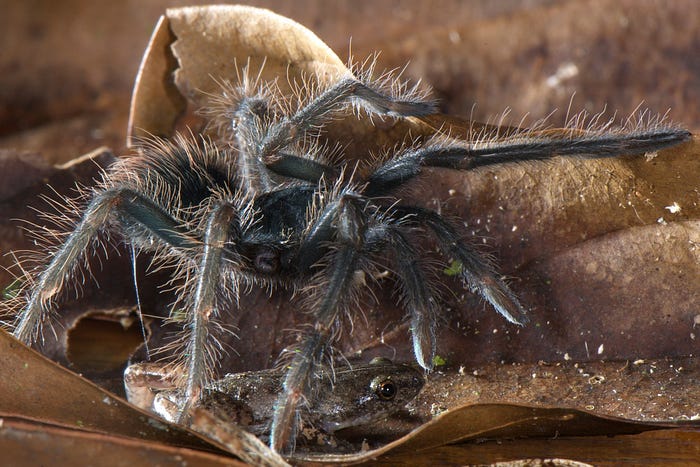 A giant spider passing a frog without eating it