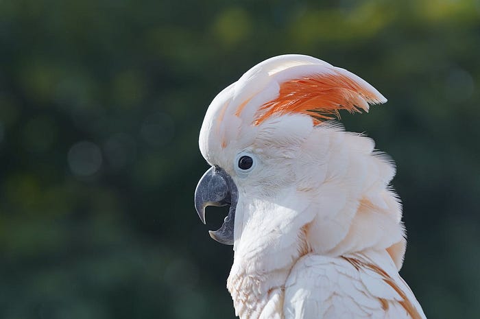 Parrot Boarding Services Mississauga
