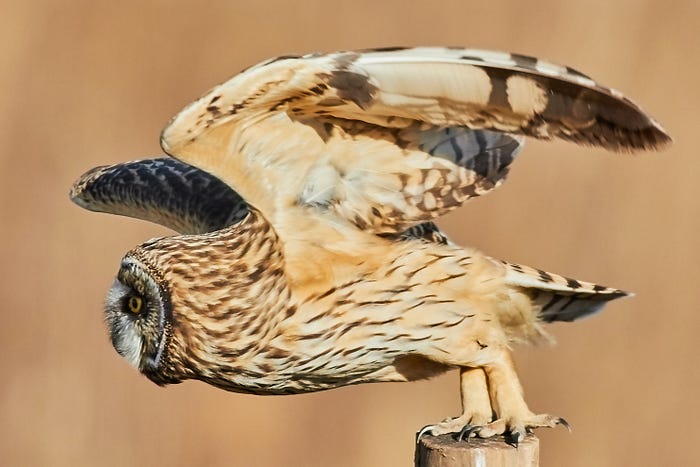 Owl
