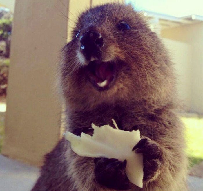 Feed an animals & see the unseen smile.