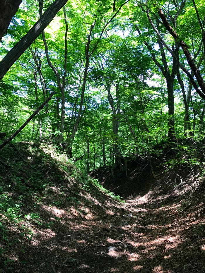 Green leaves filtering sunlight onto a sloped forest path.