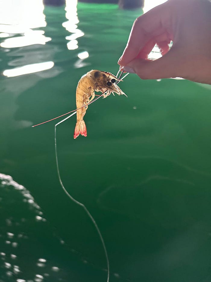 妹豬初釣櫃底賞銀杏