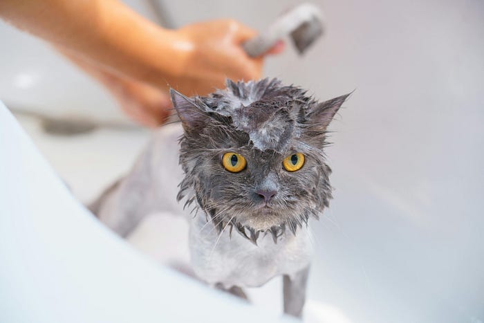 Forecasting: Stories of Time Series, LLMs, Causality, and Cats