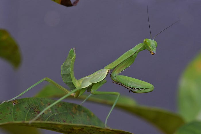 Praying mantis facing to the right, looking at the camera with abdomen raised. The backdrop is dark blue.