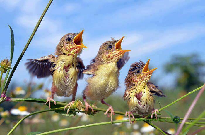 File:Deep fried baby birds.jpg - Wikimedia Commons