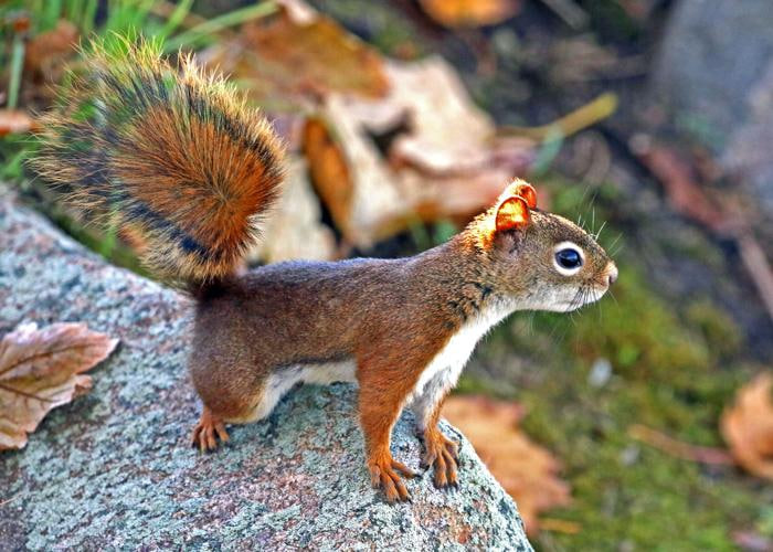 Squirrels are not what they seem. In short, I’ve been meaning to tell