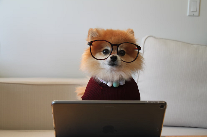 A dog with a computer