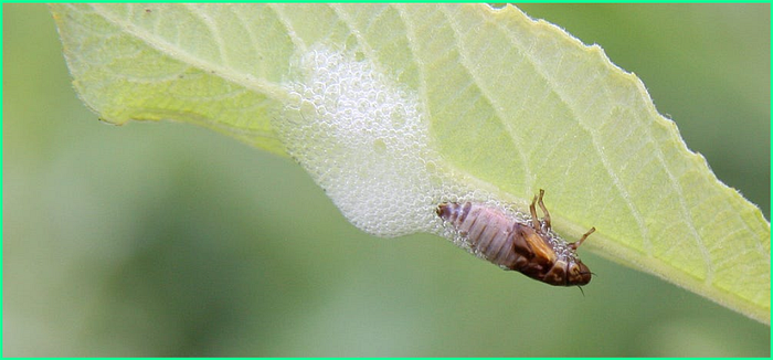 Close-up photo of a froghopper (spittlebug) nymph on a green leaf with froth partially removed.