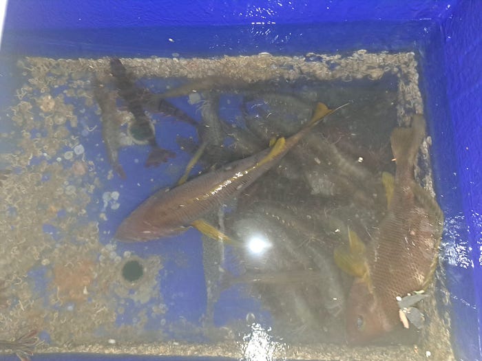 妹豬初釣櫃底賞銀杏