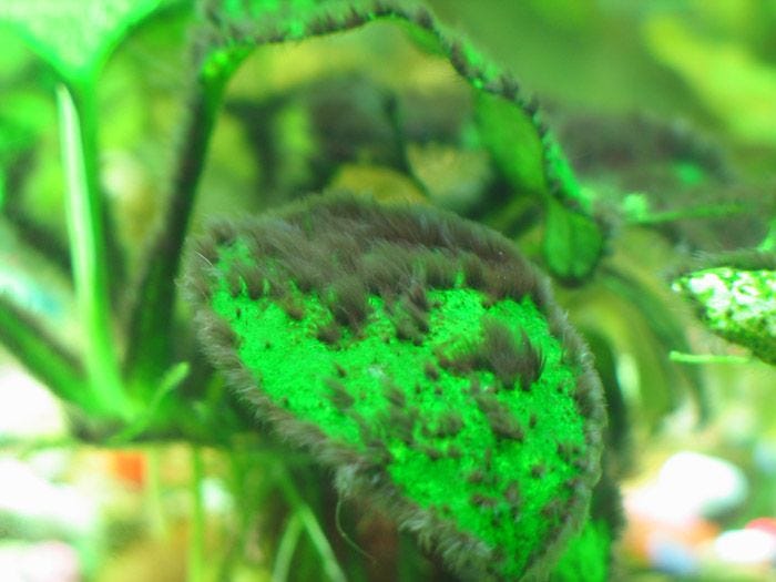 Get Rid of Black Beard Algae in Your Aquarium with These Simple Tips. by IndoorEcosystem Medium