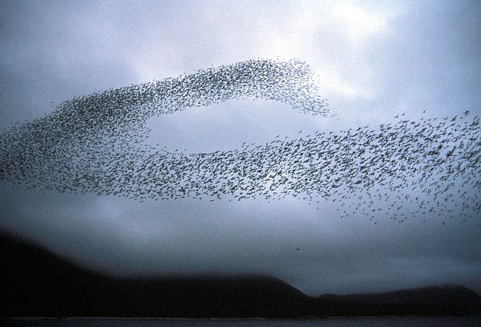 The Mind-Blowing World of Emergent Behaviour - The murmuration of a flock of birds with an overcast sky in the background. The flock appears to move so much in unison, that it appears to be an organism on its own.
