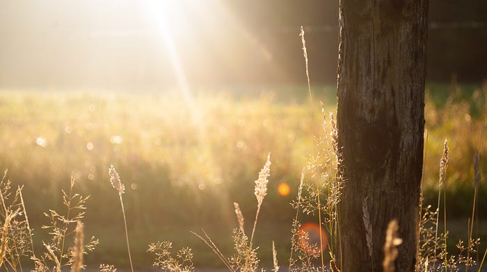 Sun rays cast over rich vegetation