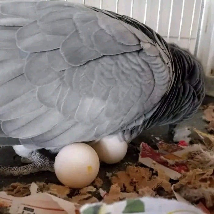 Green-Winged Parrot Macaw Eggs