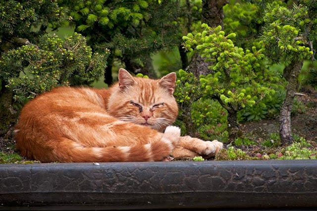 Cat Bonsai Masters Reveal Their Secrets | by Desiree Thomson | Medium