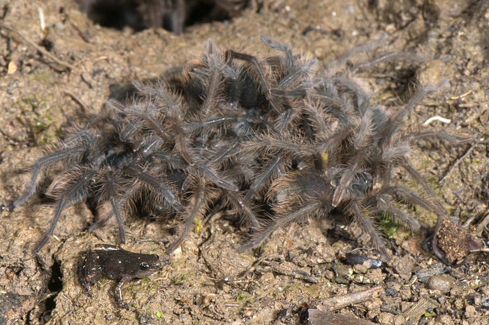 Many small tarantulas eating a dead yellow frog while sparing the small frog next to them.