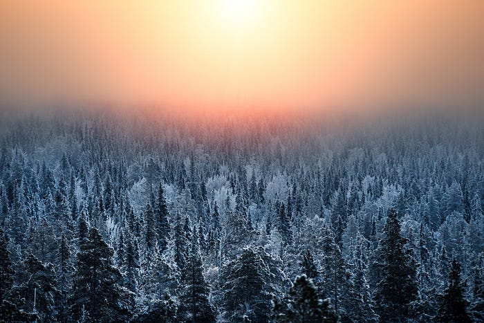 Data Stewardship In Action Seeing The Forest For The Trees In Finland