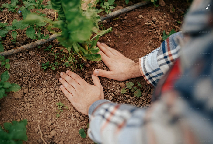 Tree Experts San Diego