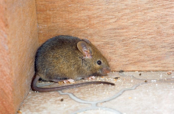 How to Get Rid of Rats and Rodents Naturally: Safe Solutions That Work