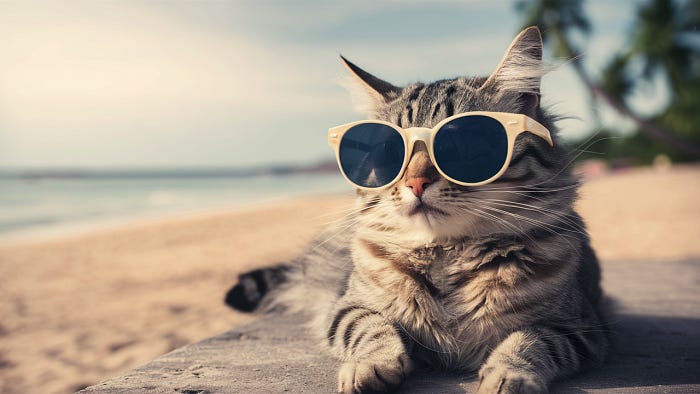 Image created by FLUX.1: a cat
