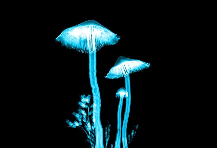 Dark Web Hunting & Monitoring: A Practical Guide for Pentesters & Red Teamers