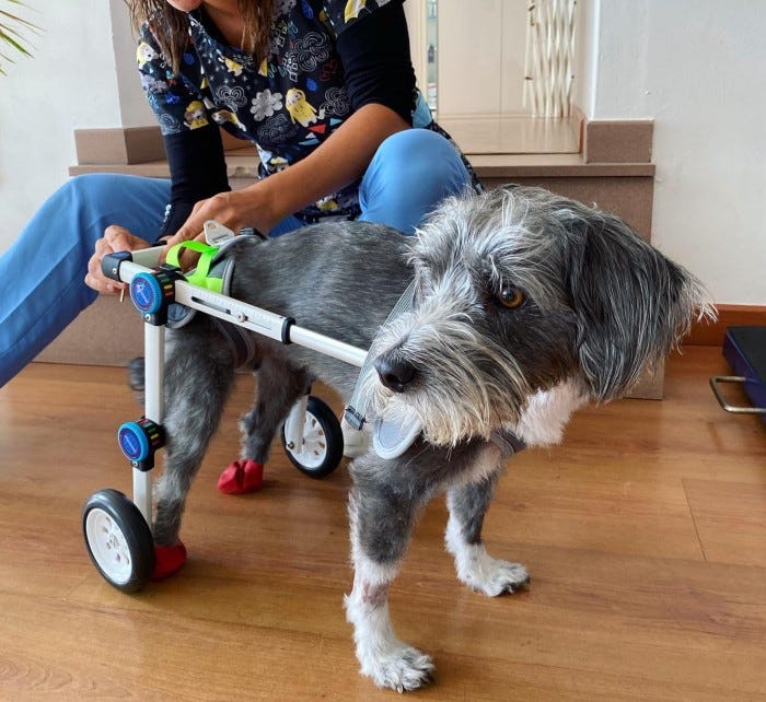 Everything You Need to Know About Dog Hip Braces by