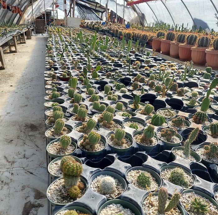 faqs about San Pedro Cactus Mescaline 2023