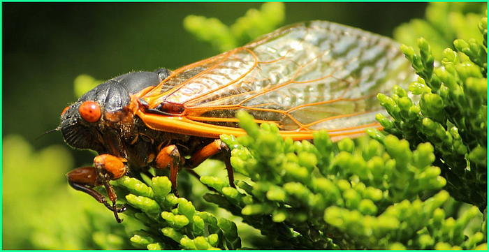 Close-up photo of a black cicada with orange accents against green vegetation.