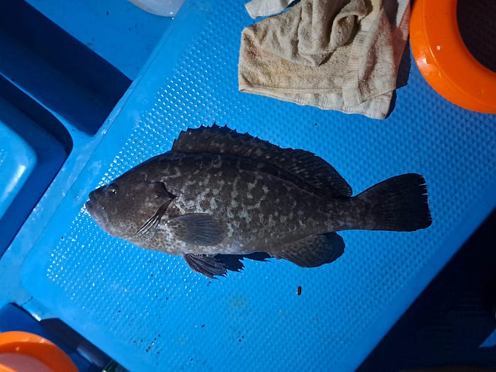 舊戰友初戰櫃底釣出個飲恨