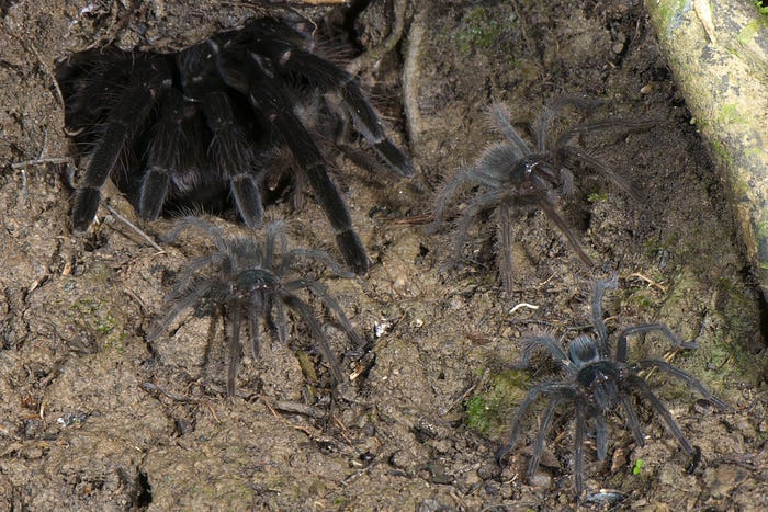 With the frogs help, the reproductive succes for tarantulas are higher. Shown here is a tarantula emerging from its burrow with her spiderlings.