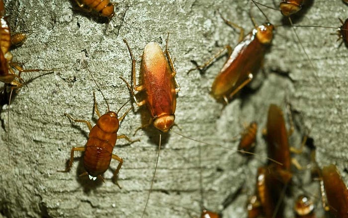 Cockroach Pest Control
