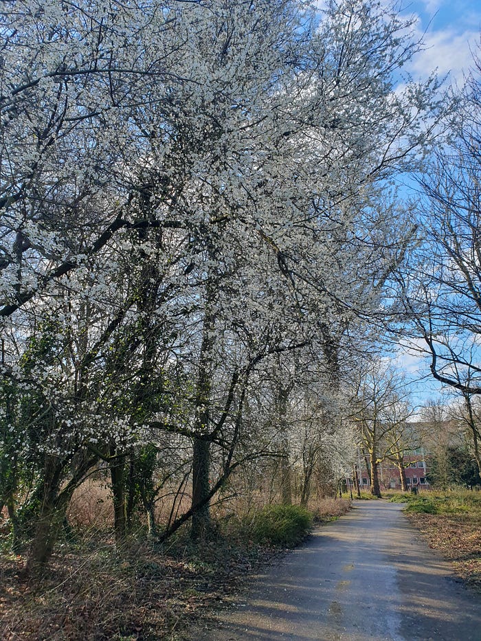 Blossom in Amsterdam