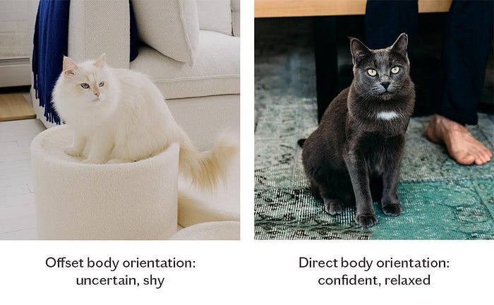 Cats body Language