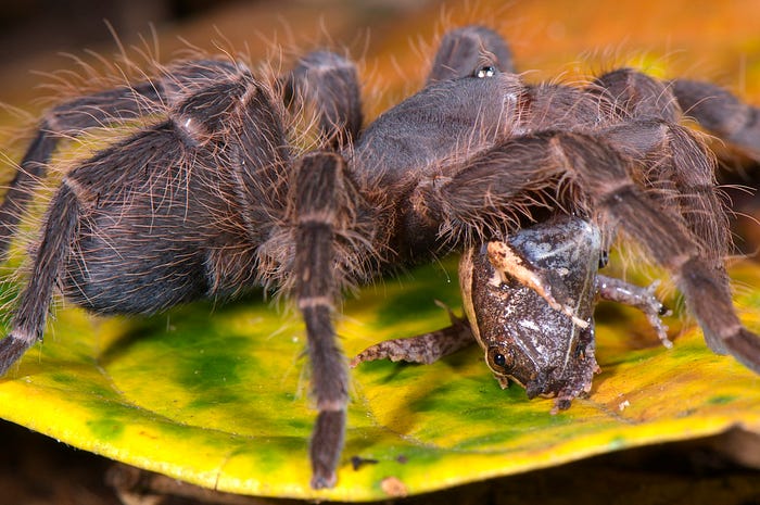 However, tarantulas are still fearsome predators, in this case eating a larger treefrog