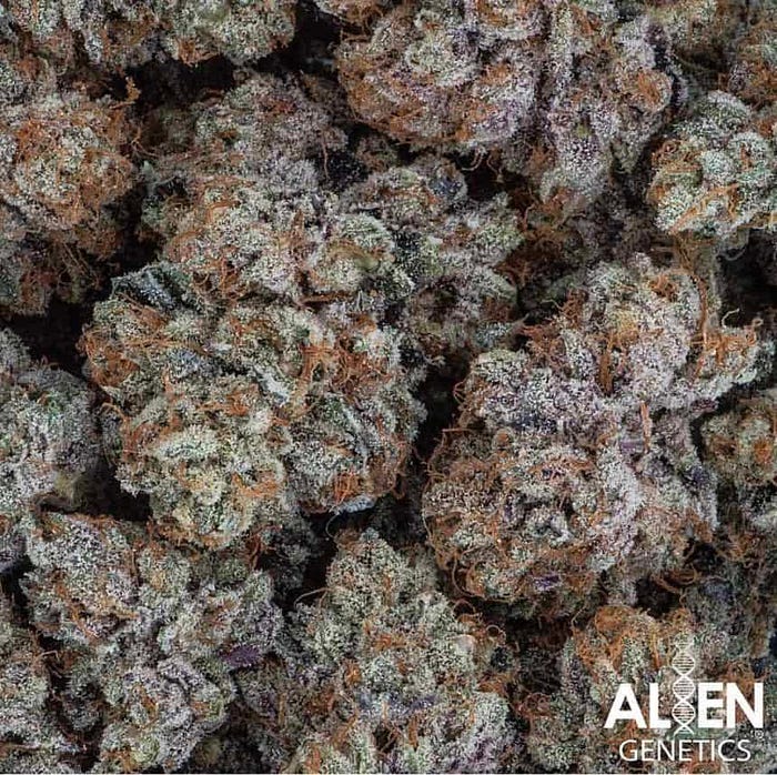 This image highlights a collection of Apple Mochi Gelato by Alien Genetics buds with a frosty appearance and dense structure. The strain, created by Alien Genetics, features a hybrid profile for balanced flavor and aroma enthusiasts.