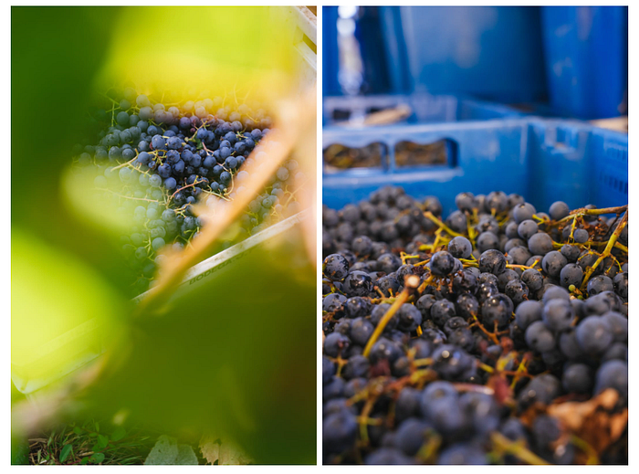 Vista de la Cordillera de los Andes desde Los Chacayes