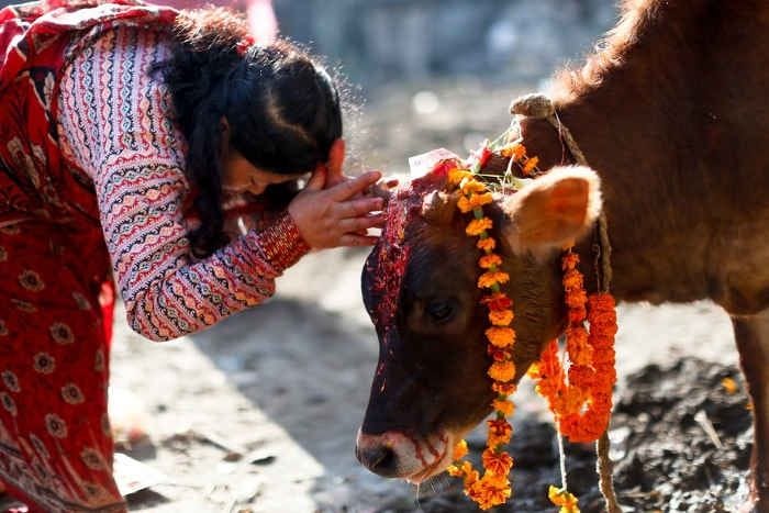 Cow Dung- A Hindu Sacred Yantra. A childhood question that would be… | by  Ayush Sultania | Medium