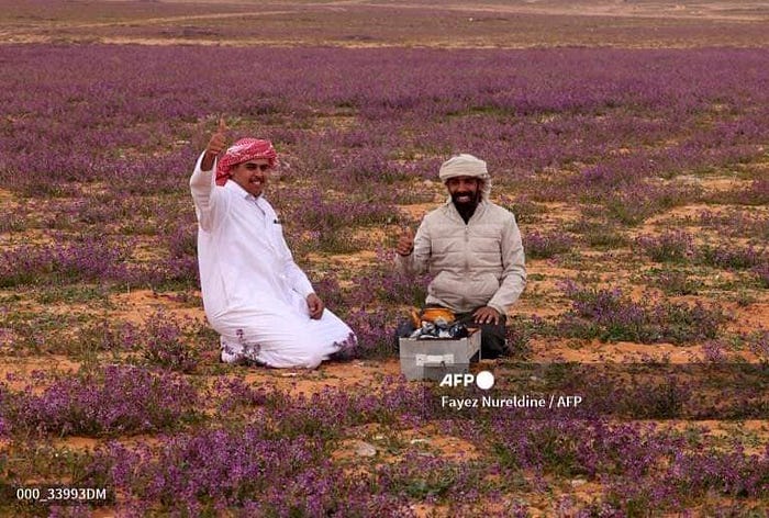 Desert turned purple-pink| A Remarkable Phenomenon In Saudi Arabia