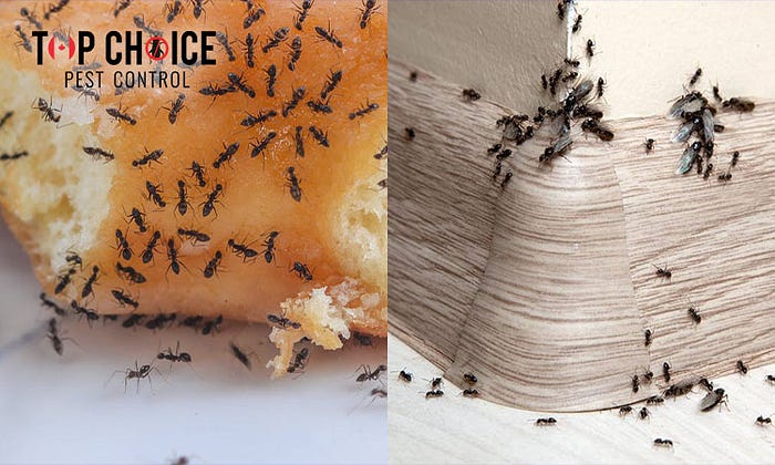 Ant Pest Control Services in GTA Ants Pest Control in Barrie Ant Pest Control Services in near me Ant Pest Control Services in GTA Ants Pest Control in Barrie Ant Pest Control Services in near me Best Ant Control in near me Ant Pest Control Services in GTA Ants Control in Barrie