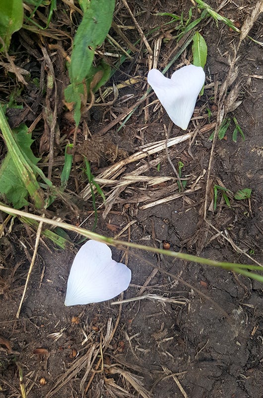 Two heart-shaped petals on a muddy path.