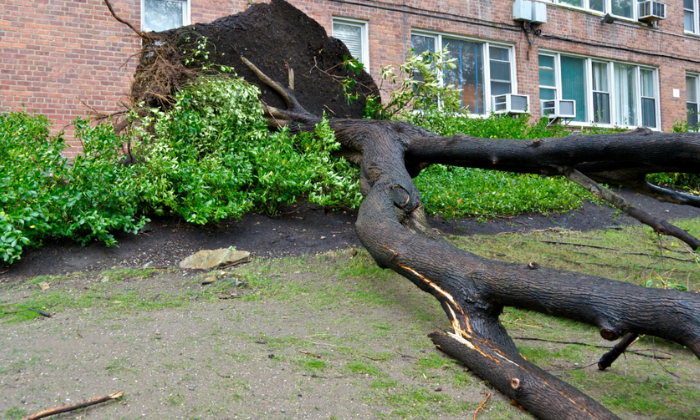 Can a Fallen Tree Stand Tall Again? Exploring the Resilience of Nature ...