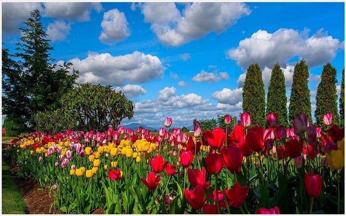 Kashmir Travelling Voyage Offers Luxurious Kashmir Tour, Superlative Luxury Tours For Kashmir, Only Travel Agency In Kashmir With Magnificent Kashmir Luxury Tour Packages. Amazing Kashmir Luxury Holiday Trip, With Srinagar Walking Tour, Guaranteed Kashmir Grand Tour Package.