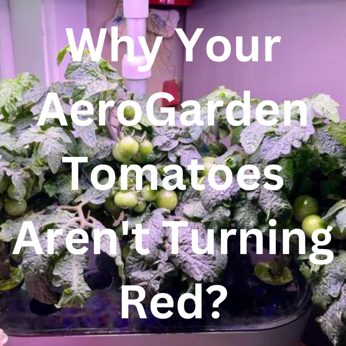 Troubleshooting Guide Why Your AeroGarden Tomatoes Aren’t Turning Red