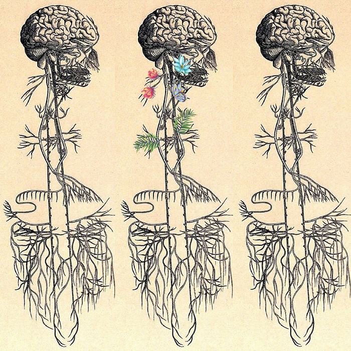 antique drawing of the Vagus Nerve